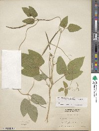 Vigna unguiculata image