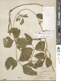 Vigna unguiculata image