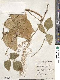 Vigna unguiculata image