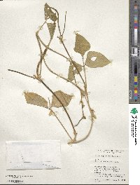 Vigna unguiculata image