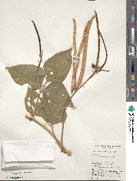 Vigna unguiculata image