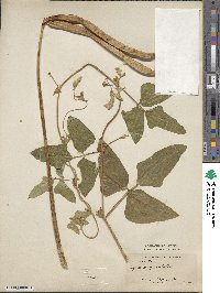 Vigna unguiculata image