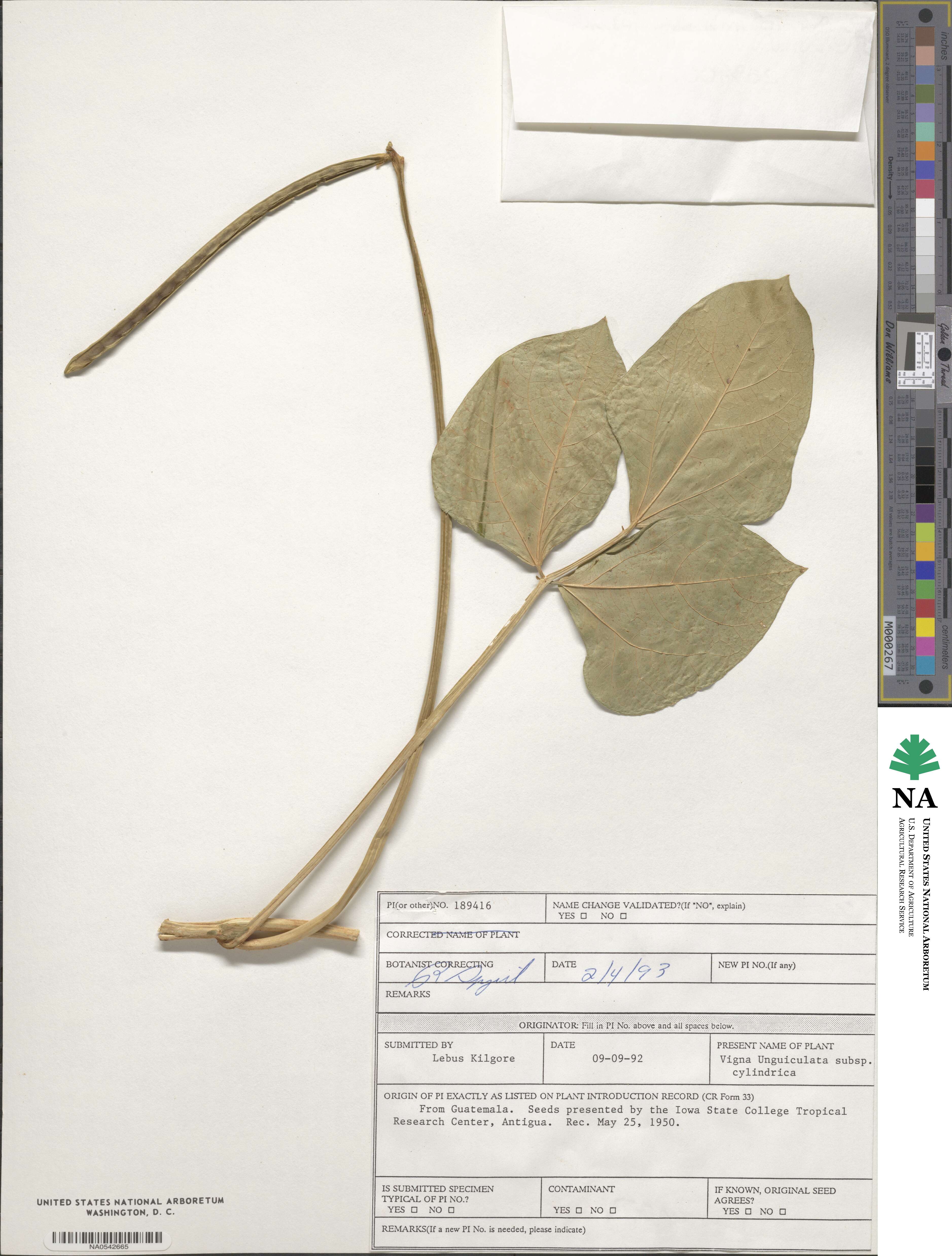 Vigna unguiculata subsp. unguiculata image