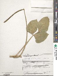 Vigna unguiculata subsp. unguiculata image