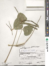 Vigna unguiculata subsp. unguiculata image