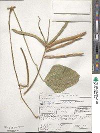 Vigna unguiculata subsp. unguiculata image