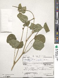 Vigna unguiculata subsp. unguiculata image