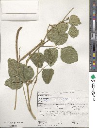 Vigna unguiculata subsp. unguiculata image