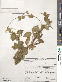 Vigna unguiculata image