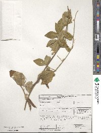 Vigna unguiculata subsp. unguiculata image