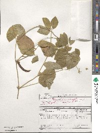 Vigna unguiculata image