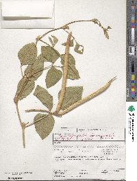 Vigna unguiculata image