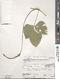 Vigna unguiculata image