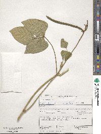 Vigna unguiculata subsp. unguiculata image