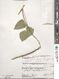 Vigna unguiculata subsp. unguiculata image