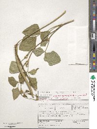 Vigna unguiculata image