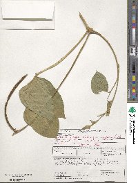 Vigna unguiculata image