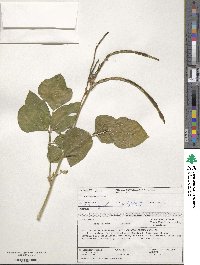 Vigna unguiculata image