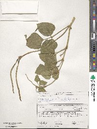 Vigna unguiculata image