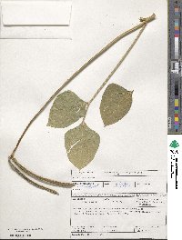 Vigna unguiculata subsp. unguiculata image