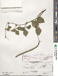 Vigna unguiculata image