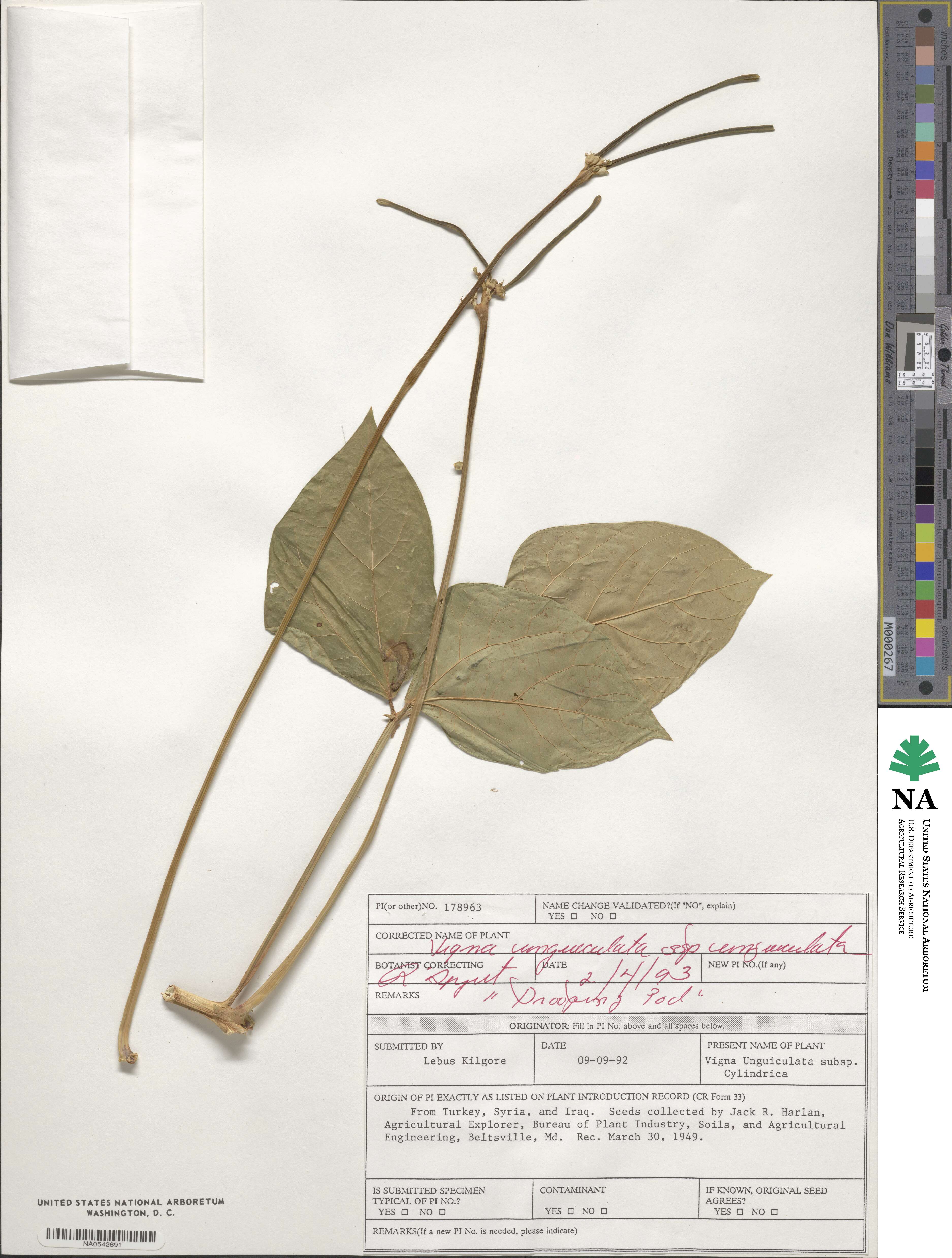 Vigna unguiculata subsp. unguiculata image