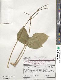 Vigna unguiculata subsp. unguiculata image