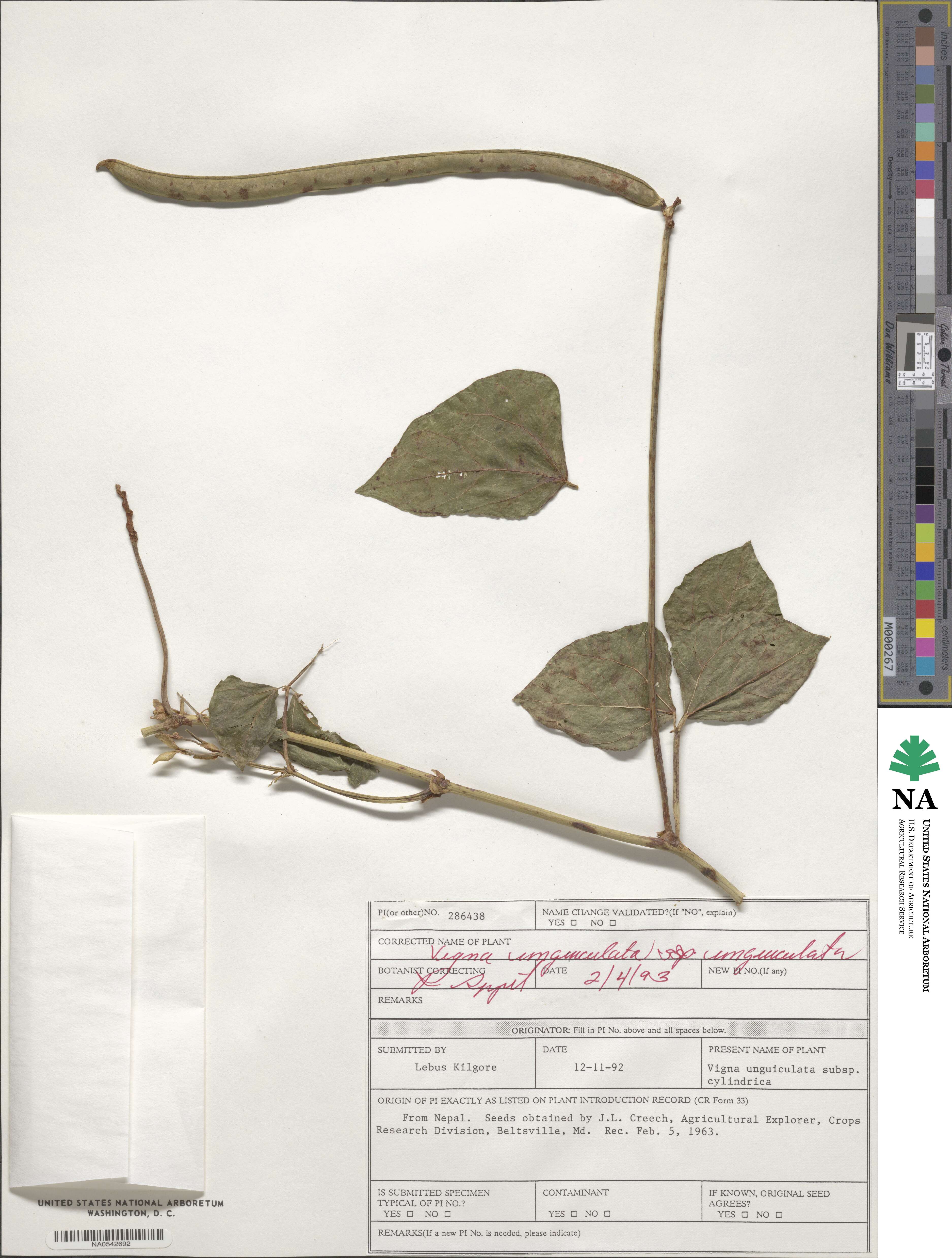 Vigna unguiculata subsp. unguiculata image