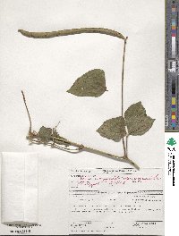 Vigna unguiculata subsp. unguiculata image