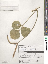 Vigna unguiculata image