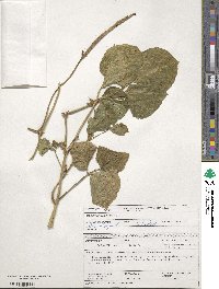 Vigna unguiculata subsp. unguiculata image