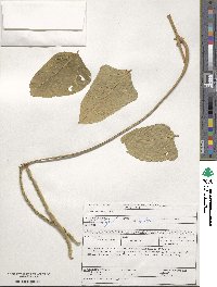 Vigna unguiculata subsp. unguiculata image