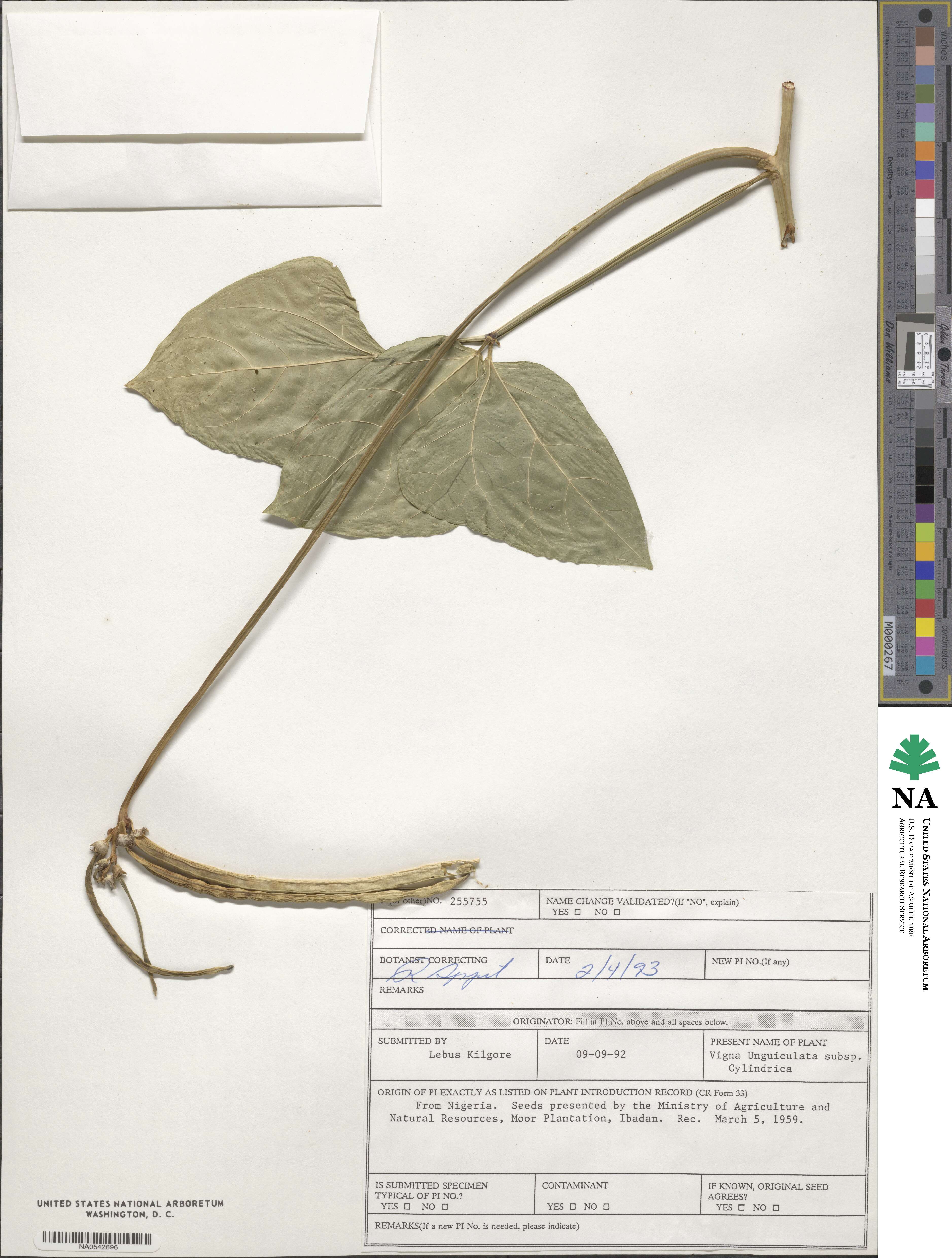 Vigna unguiculata image