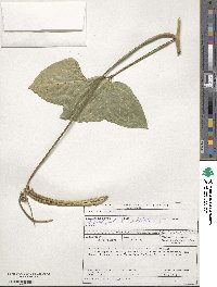 Vigna unguiculata subsp. unguiculata image