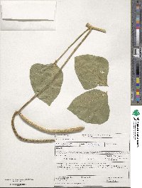 Vigna unguiculata image