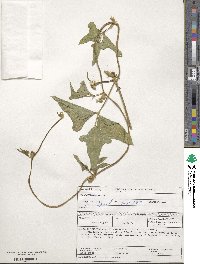 Vigna unguiculata subsp. unguiculata image