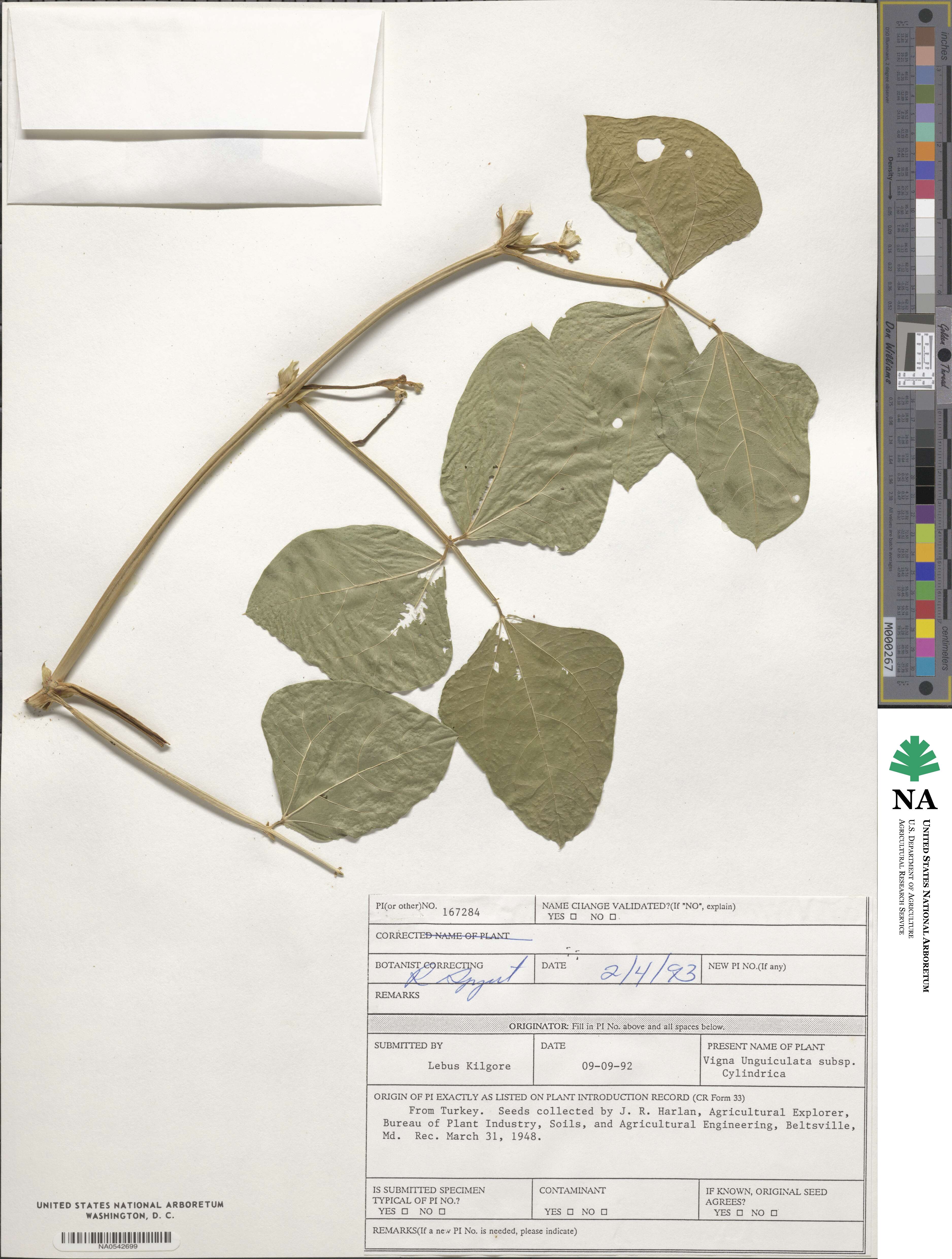 Vigna unguiculata subsp. unguiculata image