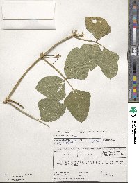 Vigna unguiculata subsp. unguiculata image