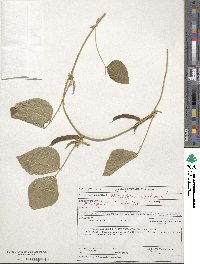 Vigna unguiculata image