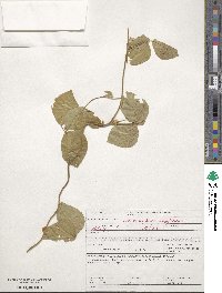 Vigna unguiculata image