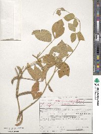 Vigna unguiculata image