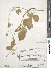 Vigna unguiculata image