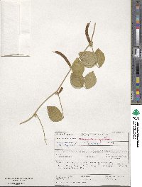 Vigna unguiculata image