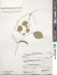 Vigna unguiculata image