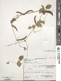 Vigna unguiculata image