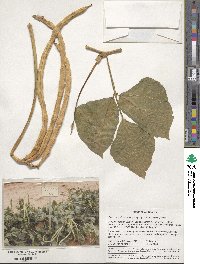 Vigna unguiculata subsp. sesquipedalis image