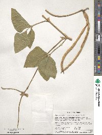 Vigna unguiculata subsp. sesquipedalis image