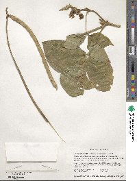 Vigna unguiculata subsp. sesquipedalis image