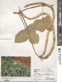 Vigna unguiculata subsp. sesquipedalis image