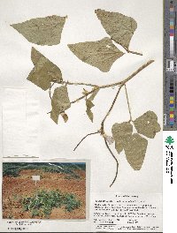 Vigna unguiculata subsp. sesquipedalis image